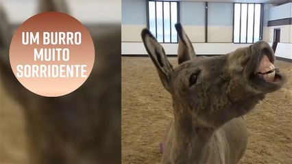 Um burro que sorri sempre que alguém lhe pede