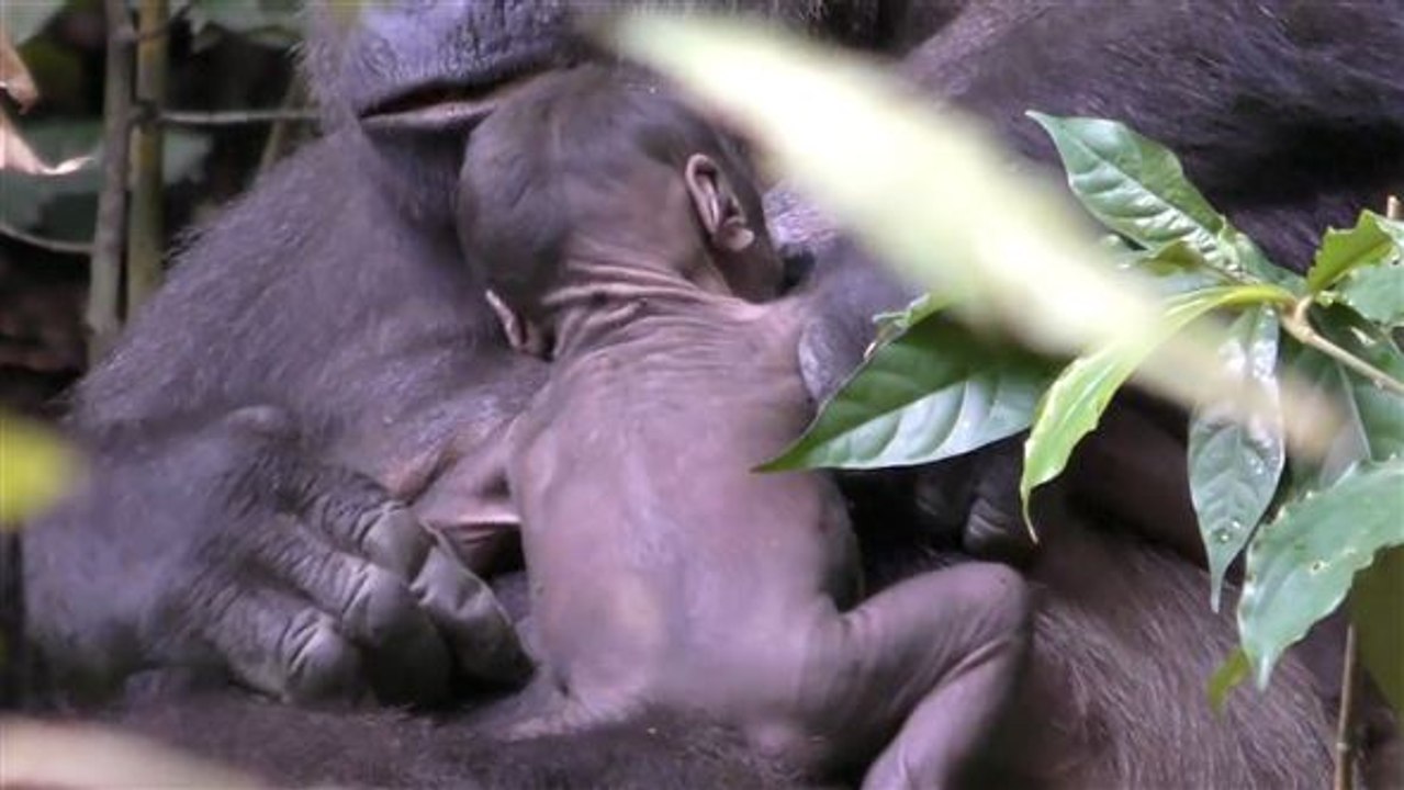 Nur wenige Stunden alt: Neuer Baby-Gorilla im Reservat