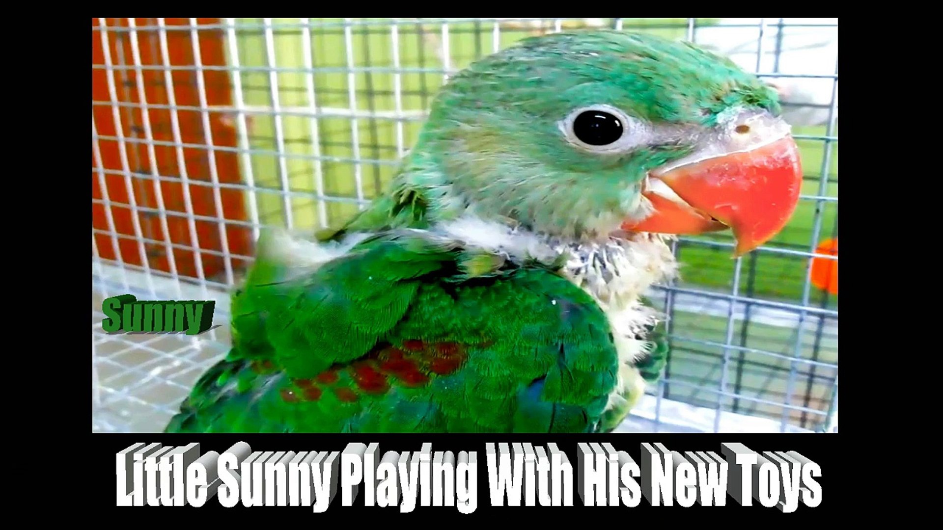 Sunny Playing With Toys - Baby Alexandrine Parakeet - One of my Pet Bird