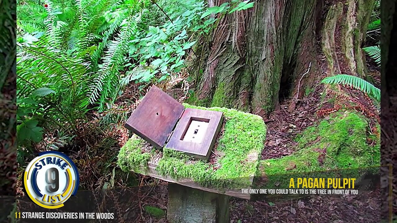 Unbelievable Forest Discoveries