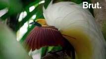Le paradisier petit-émeraude, oiseau mythique de Papouasie