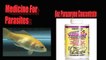 Medication For All Kind of Goldfish Diseases - Sick Goldfish Treatment