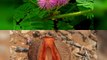 15 Plantas Mas Raras y Sorprendentes Del Mundo