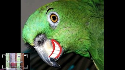 How to Stop a Parrot or Parakeet From Biting - Simple & Easy Steps