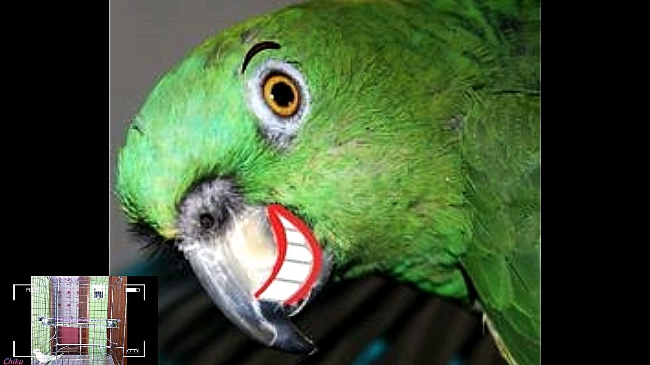 How to Stop a Parrot or Parakeet From Biting - Simple & Easy Steps