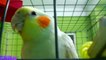 Chiku Got New Toys & Loves To Cuddle - Cockatiel - One of My Pet Bird