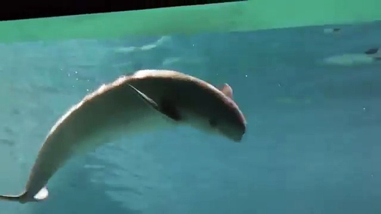 Des dauphins font des bulles