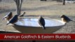 Wild Bird House : Eastern Bluebirds Cedar Waxwings Robins & American Goldfinch on a Bird Bath