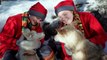 Père Noël et les chiens husky en Laponie - huskies de Papa Noël en Finlande Rovaniemi
