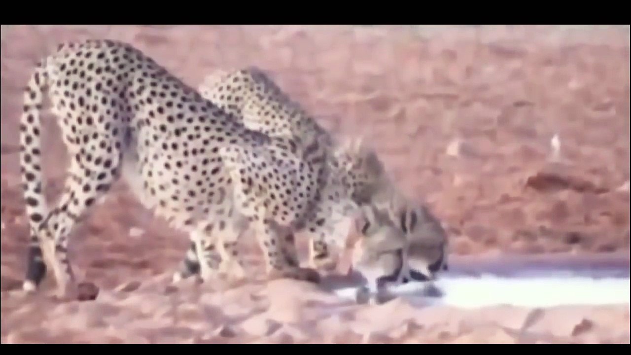 Wild boar and fighting to death जंगली सूअर और मृत्यु के लिए लड़ाई