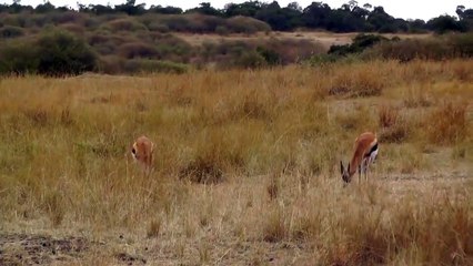 See the supernatural speed that the leopard lays on its prey तेंदुए अपने शिकार पर
