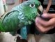 Funny Video Perrot