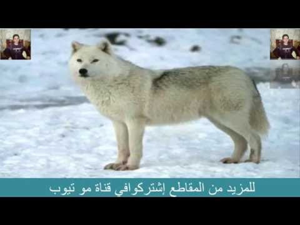 لن تصدق 6 حيوانات كلمت الرسول و خشبة حنت إلى الرسول محمد صلى الله عليه و سلم