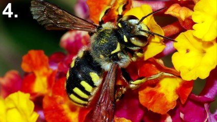 [MP4 1080p] 5 Animals Today That Lived With Dinosaurs!