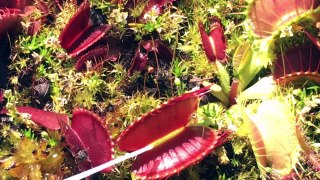 VENUS FLY TRAP BITES OUCH!! / WHAT TO FEED VENUS FLYTRAPS & WHAT MAKES A TRAPS TRIGGER