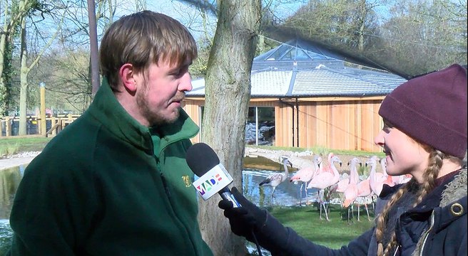 How are the BRAND NEW FLAMINGOS coping in Leeds?
