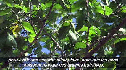 Le guaimaro, un "arbre magique" protecteur de la planète