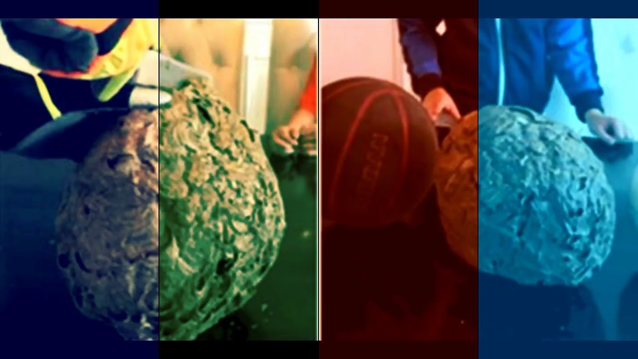 Ils découpent un nid de guêpe en deux et ce qu’ils découvrent à l’intérieur est incroyable !