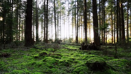 Forests - Use Mail Scanning