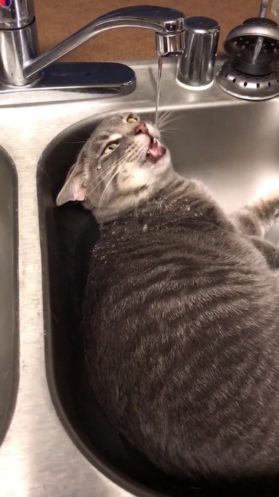 Ce chat a tellement soif qu'il boit directement sous le robinet