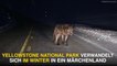 Il croise un loup terrifiant en pleine route dans le parc Yellowstone