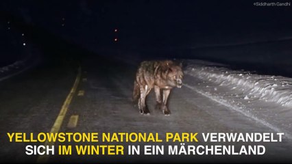 Il croise un loup terrifiant en pleine route dans le parc Yellowstone