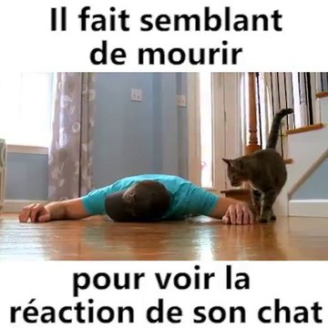 Il fait semblant de faire une crise cardiaque pour voir la réaction de son chat