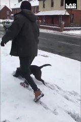Ce chien fait le chasse neige avec sa tête