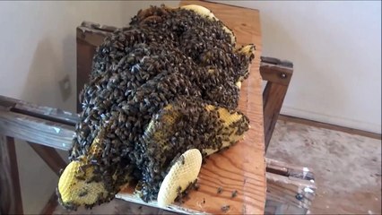 Ce qu'ils avaient sous le plancher de leur chambre est incroyable