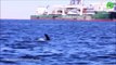 Le moment ou une orque attrape un dauphin et l'envoi en l'air