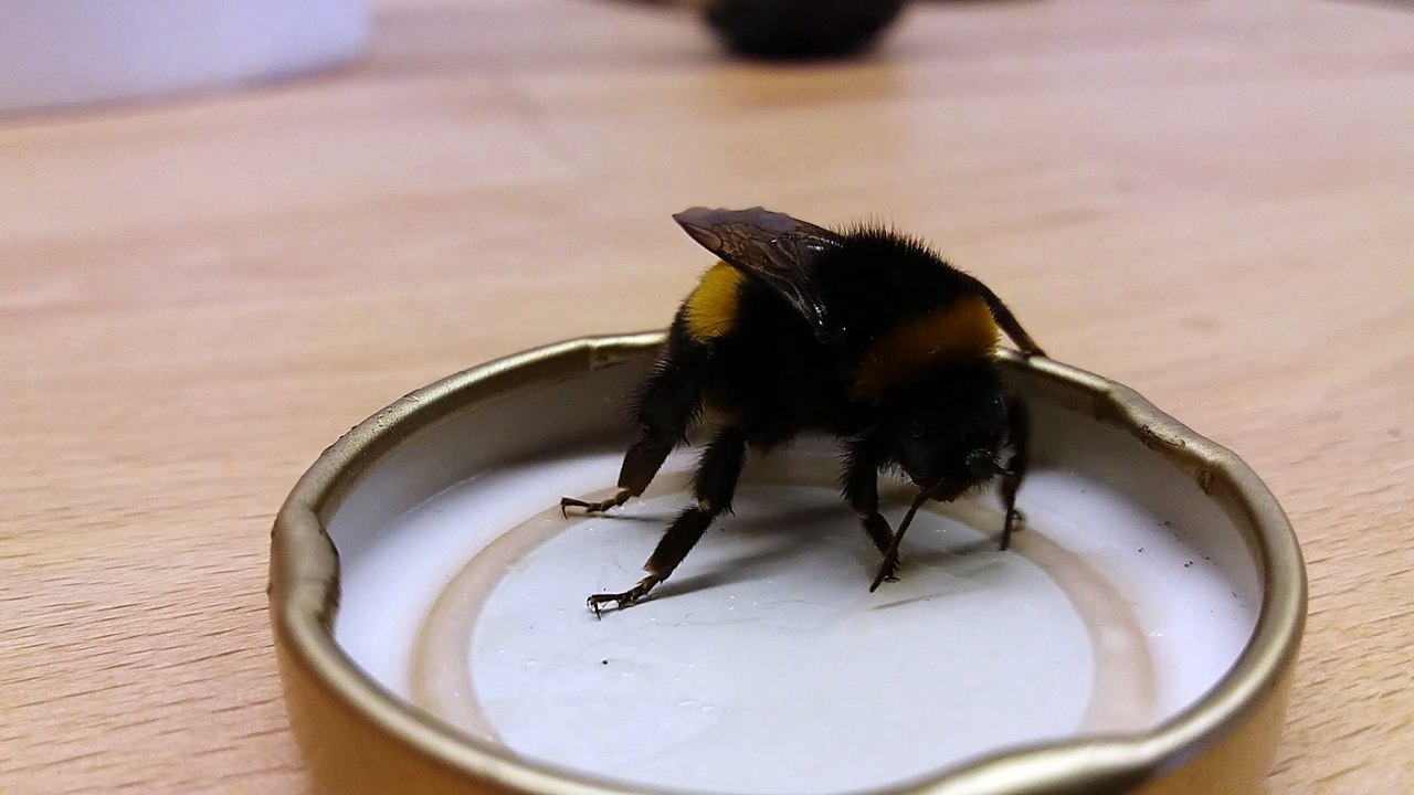 Hummelkönigin kommt wieder zur Kräften