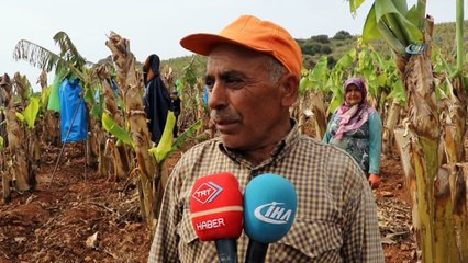 Geçtiğimiz yıl kilosu 5 TL'den alıcı bulan Muz bahçelerinde hummalı bahar bakımı başladı
