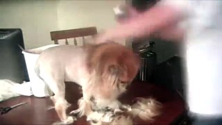How to Pomeranian Lion Cut