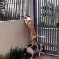 Un chien curieux grimpe sur le dos de son pote