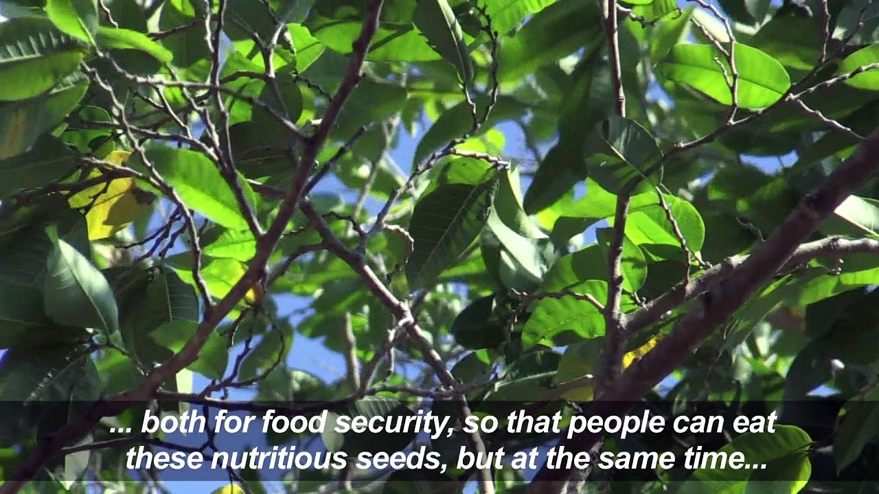 Latin America's 'magic tree' slowly coming back to life