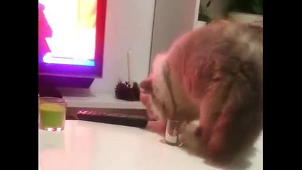 Gato malvado -  Thug Life