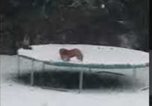 Foxes Seen Playing on Trampoline in Snow in Croydon