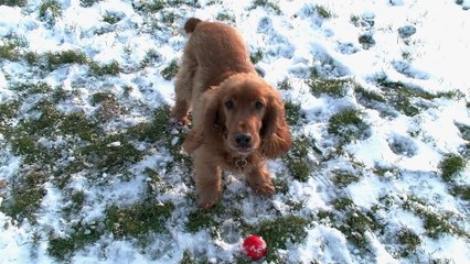 Sneeuwpret voor Ozzie met balletje / Spijkenisse 2018
