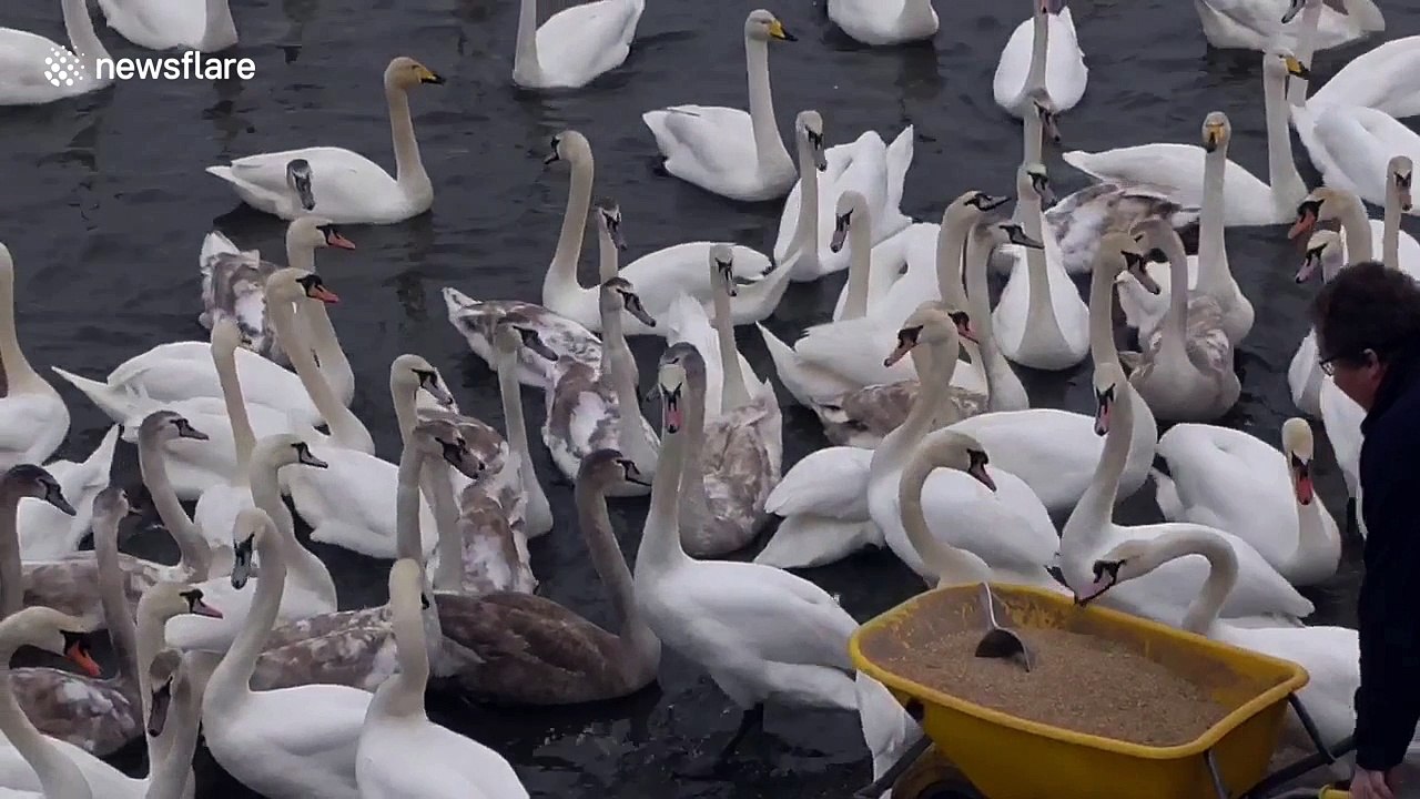 Watch hundreds of swans flock towards a man as he feeds them