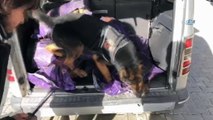 Kömür torbaları içerisine saklanan 59 kilo 470 gram eroin narkotik köpeği 'Efes'e takıldı