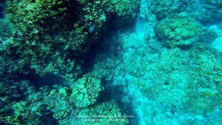 Cozumel Snorkeling Colombia Reef