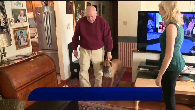 Owner Devastated after Dogs Attacked, One Killed in Park