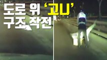 [자막뉴스] 도로 위 '천연기념물' 구조 작전 / YTN