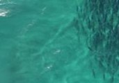 Large School of Salmon Swims Off West Australian Coast