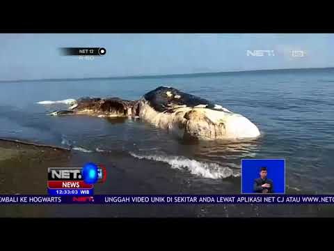 Bangkai Ikan Paus Gegerkan Warga Desa Buleleng Bali - NET 12