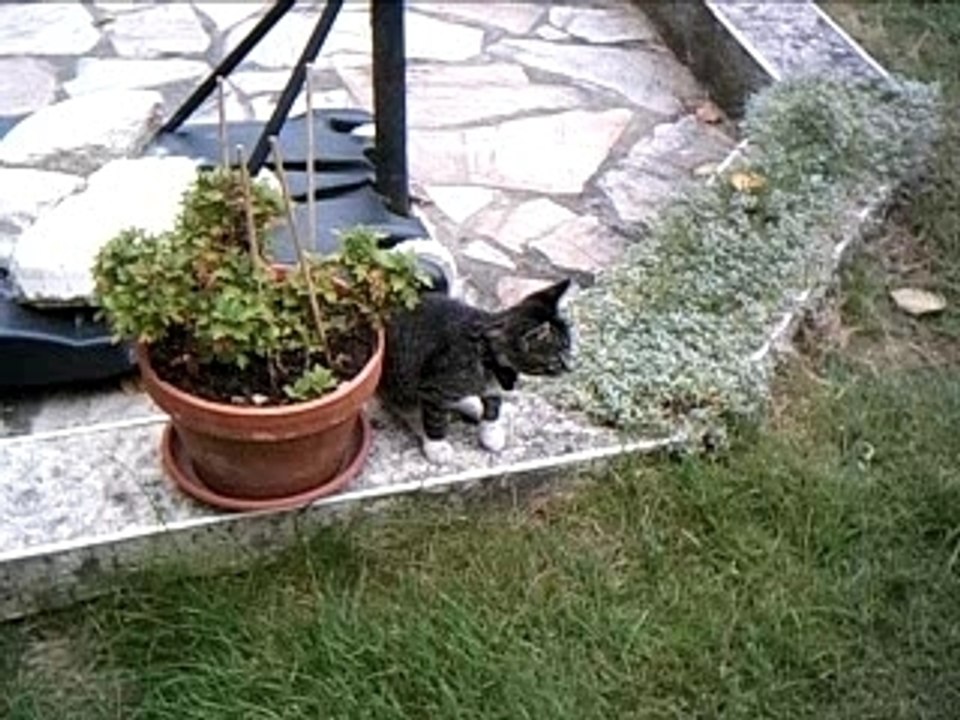 mon chaton!