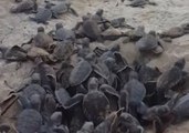 Baby Turtles Break Free of Nest on Australia's Heron Island