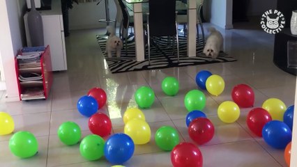 Best Pets of the Week Video Compilation - February 2018 Week 2