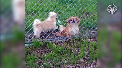 Dancing Pets - Funny Animal Video Compilation 2018