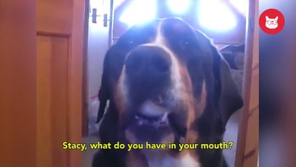 Dog Egg Challenge Fails